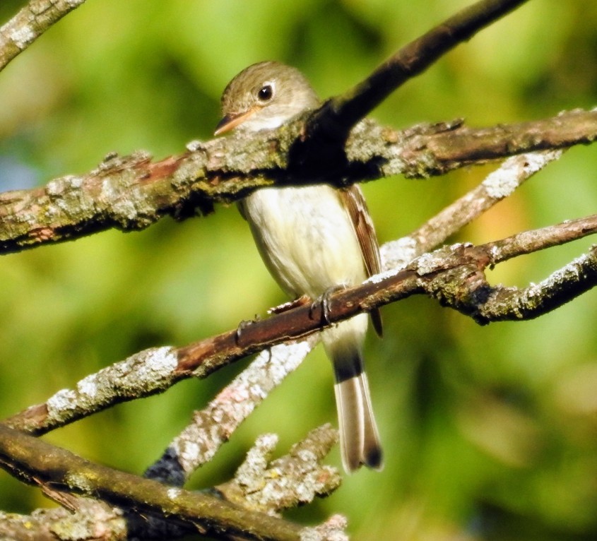 Least Flycatcher - ML476555751