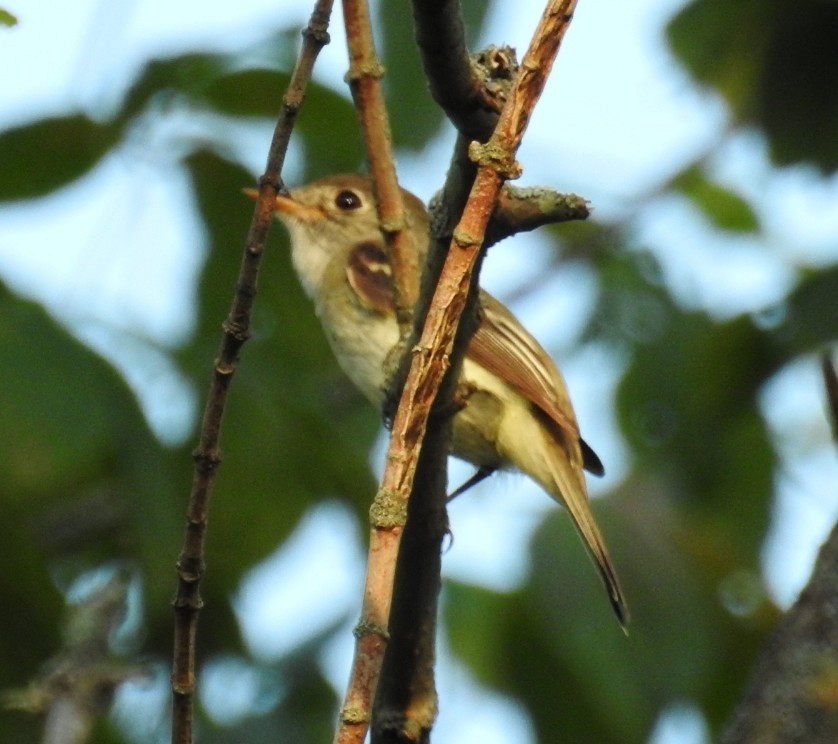 Least Flycatcher - Mollie Bading