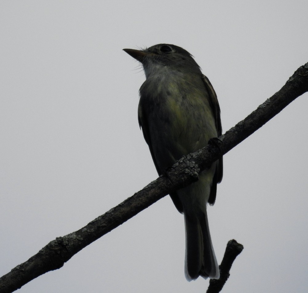 Least Flycatcher - ML476555771