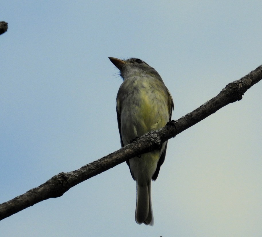 Least Flycatcher - ML476555781