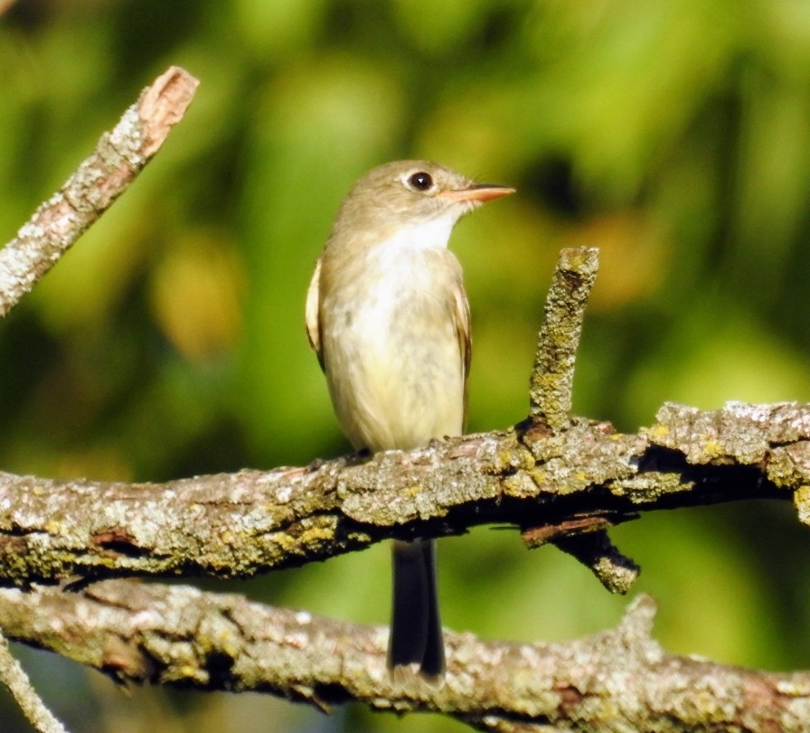 Least Flycatcher - ML476555791