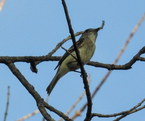 Least Flycatcher - ML476555811