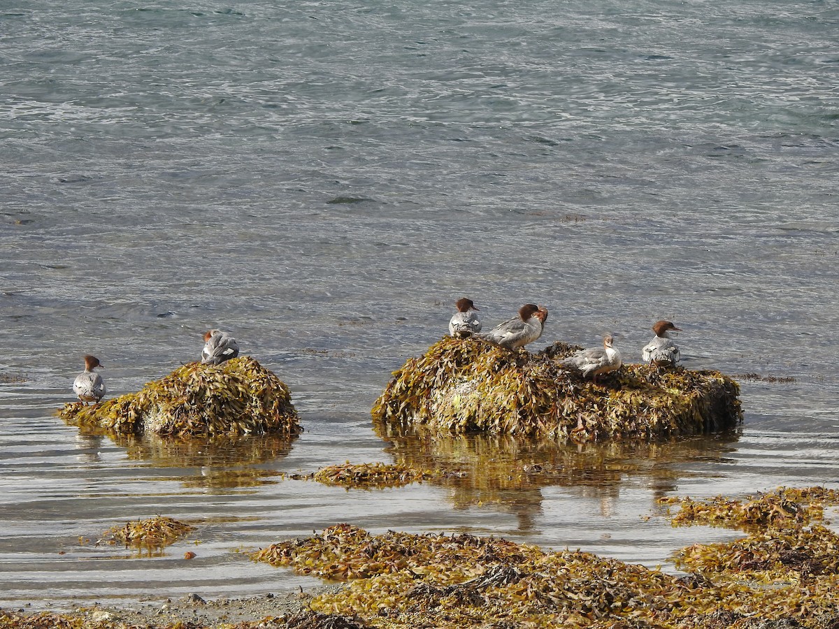 川秋沙(merganser/orientalis) - ML476555851