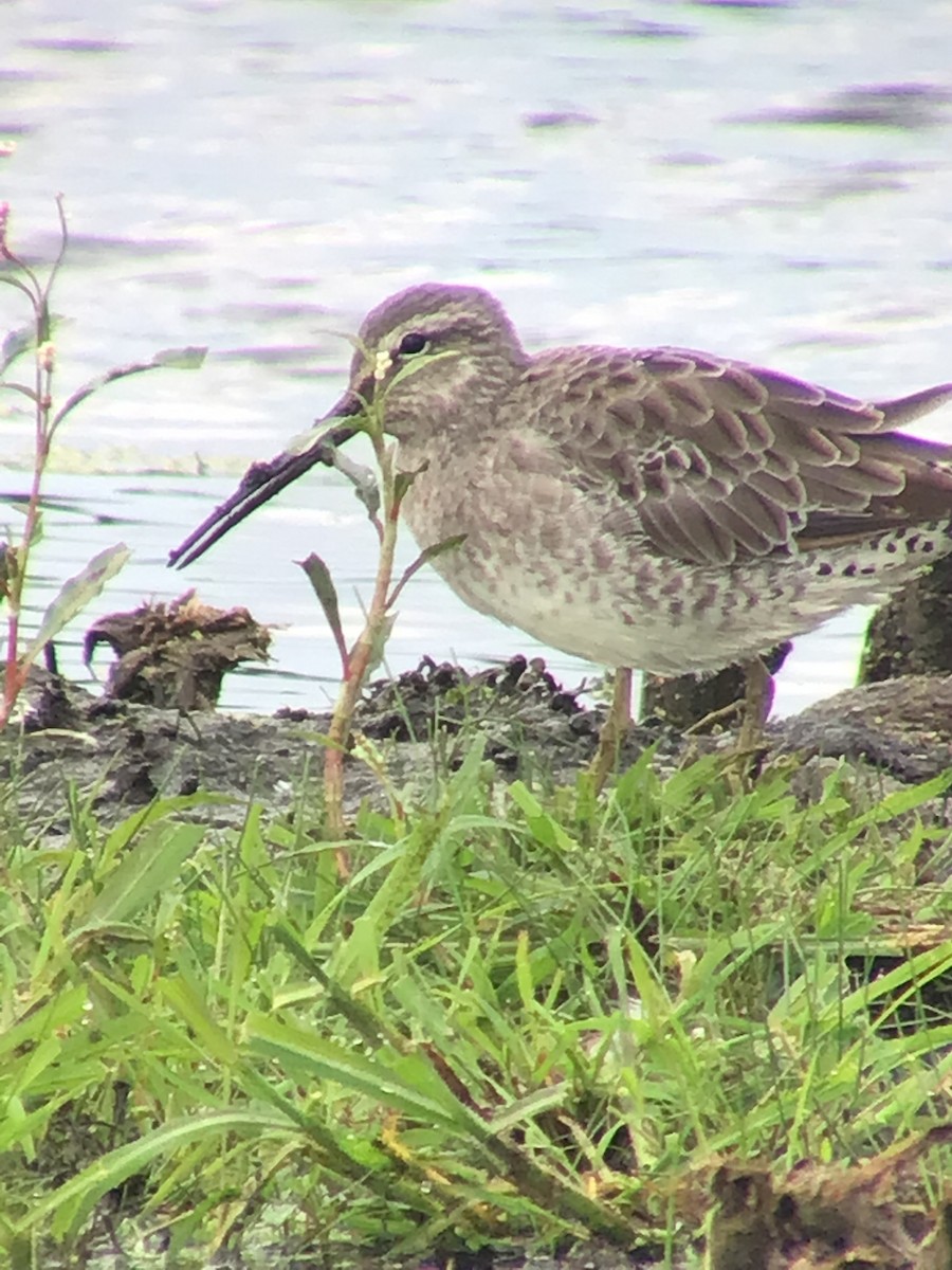 Short-billed/Long-billed Dowitcher - ML476557001