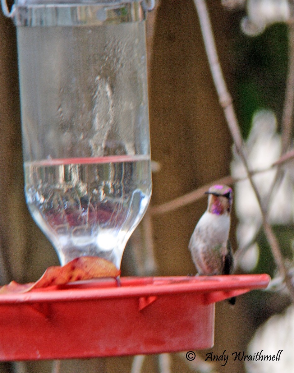 Costa's Hummingbird - ML47655701