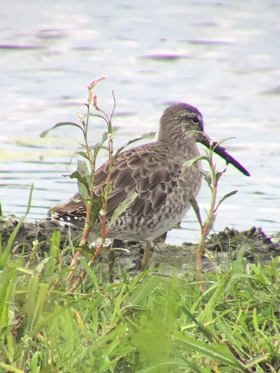 Short-billed/Long-billed Dowitcher - ML476557021