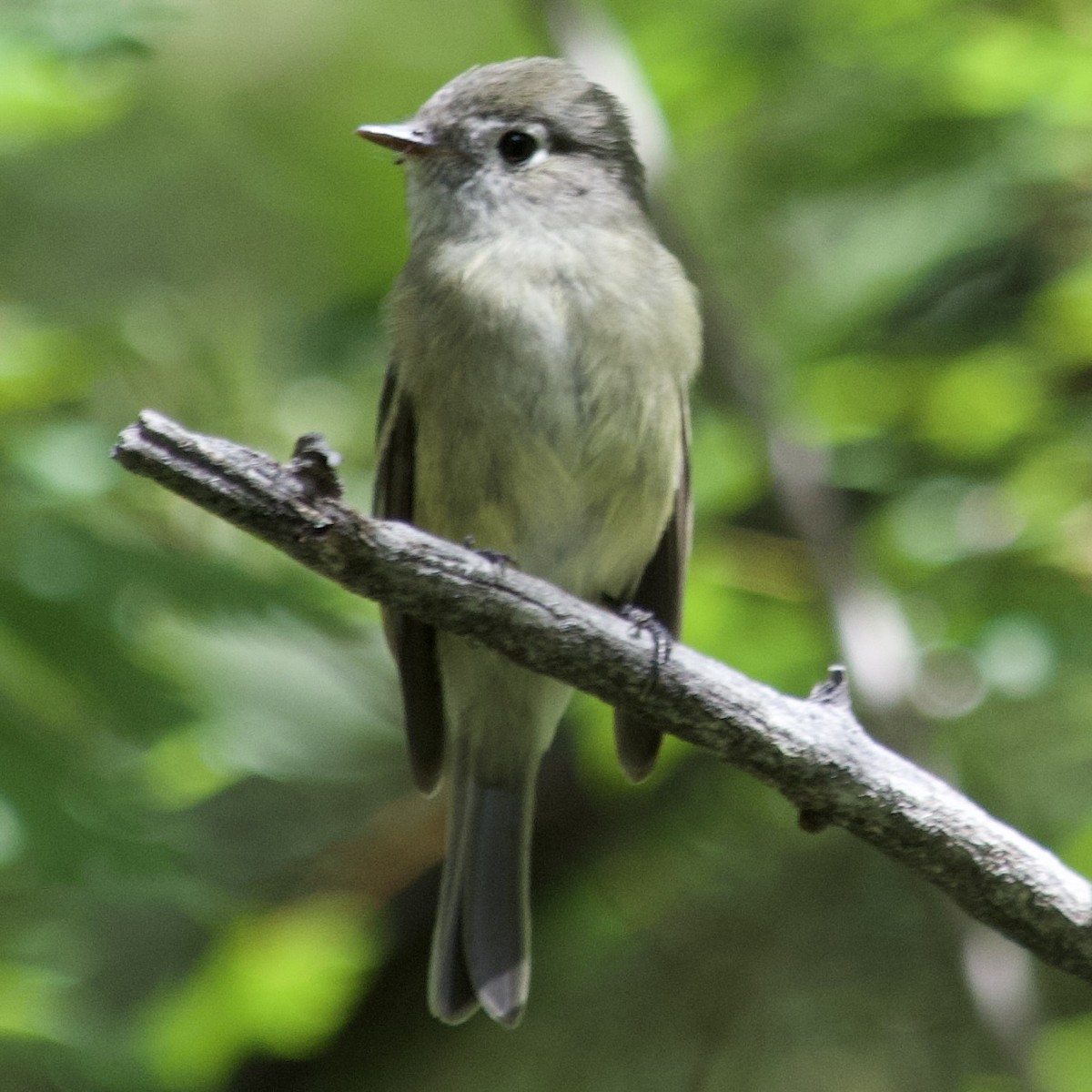 Hammond's Flycatcher - ML476557131