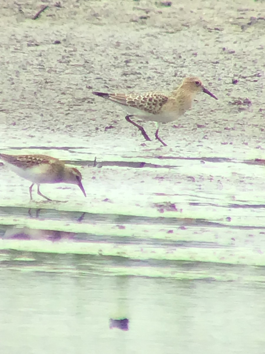 Baird's Sandpiper - ML476558601