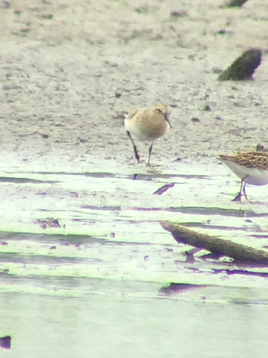 Baird's Sandpiper - Thomas Wood