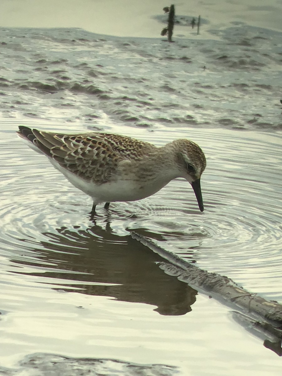 Semipalmated Sandpiper - ML476558741