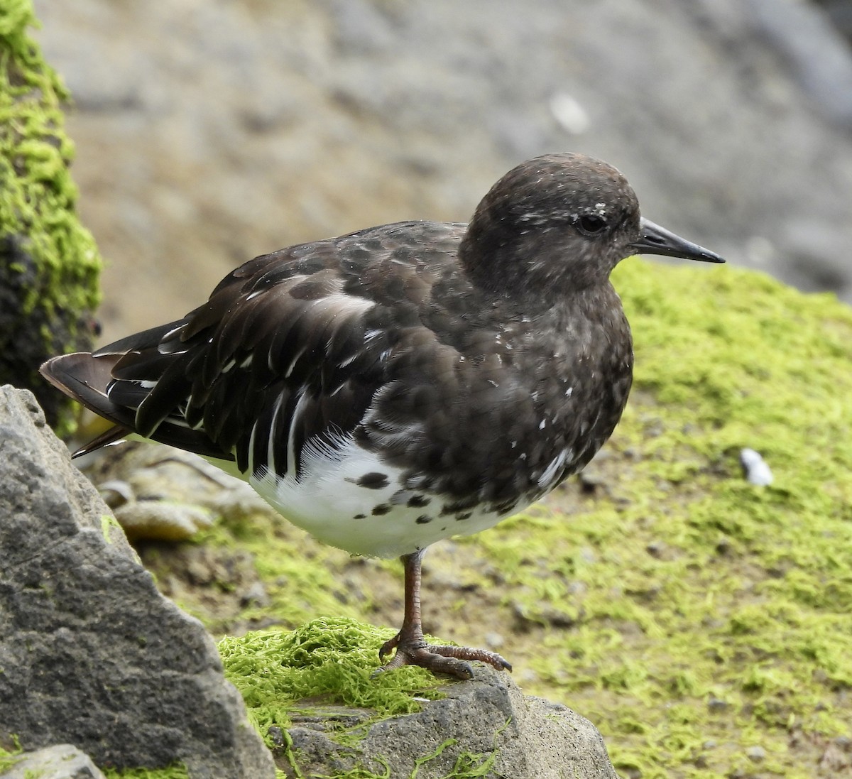 Black Turnstone - ML476560181