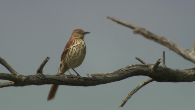 Brown Thrasher - ML476562