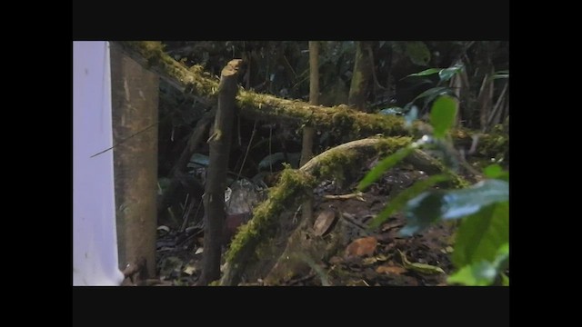 Banded Ground-Cuckoo - ML476562661