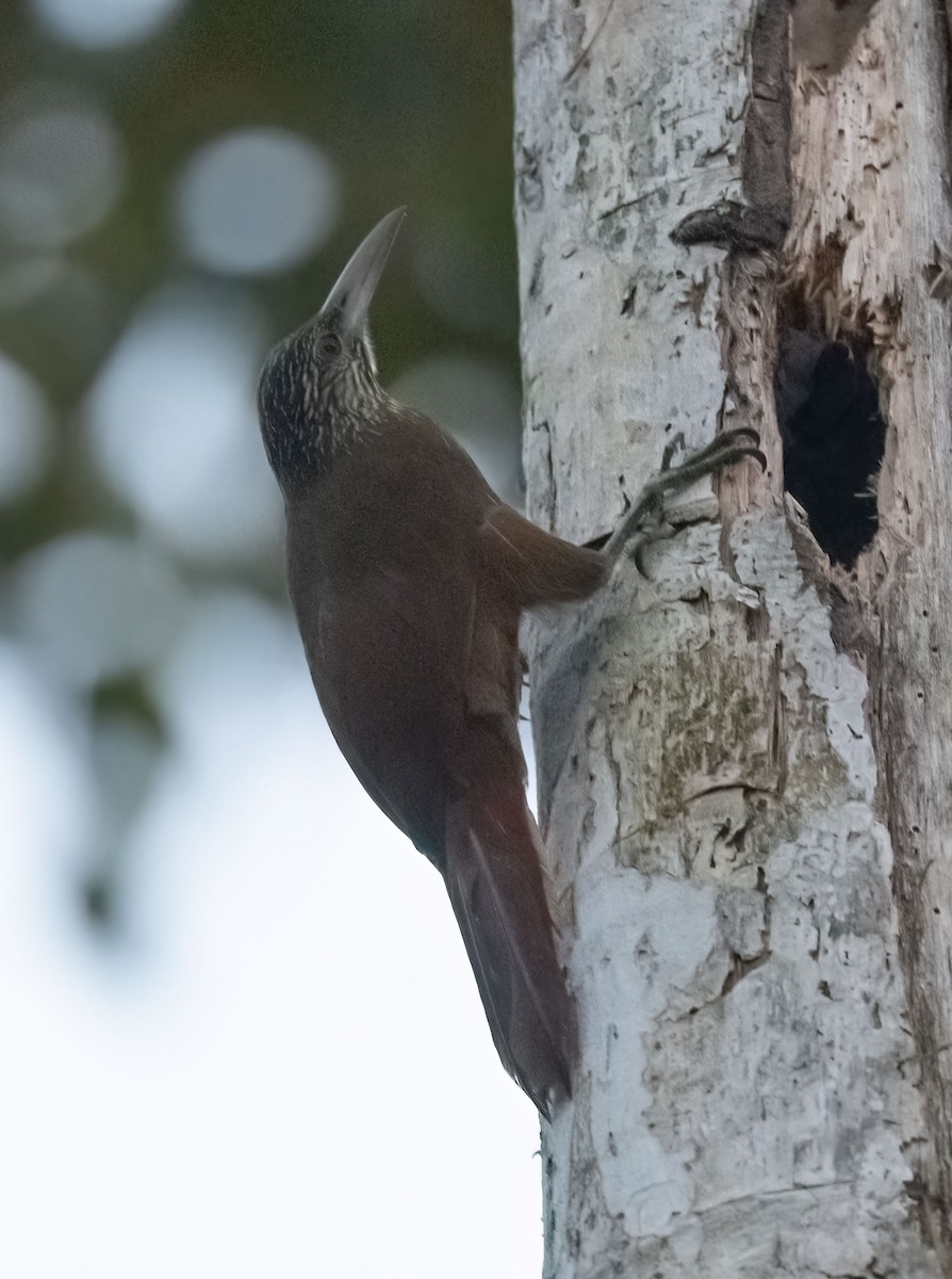 Strong-billed Woodcreeper - ML476563111