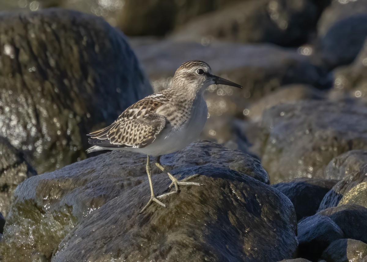 Least Sandpiper - ML476563221