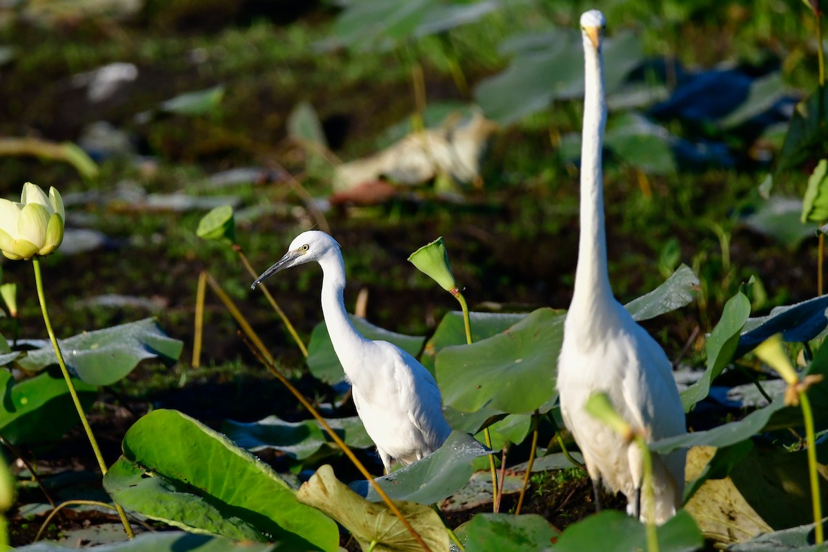 Snowy Egret - Cristine Van Dyke