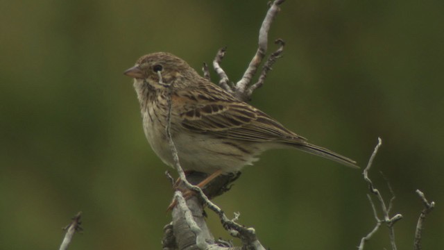 Vesper Sparrow - ML476564