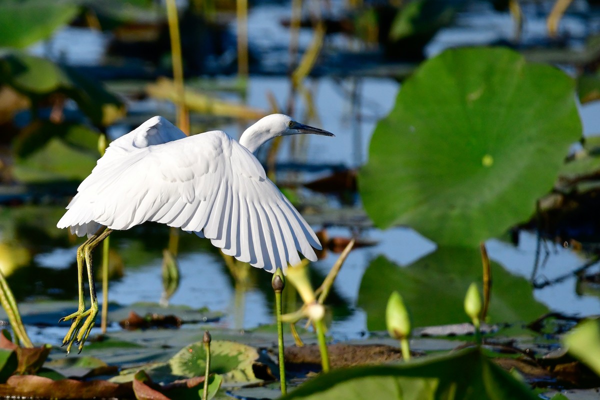 Snowy Egret - ML476564001