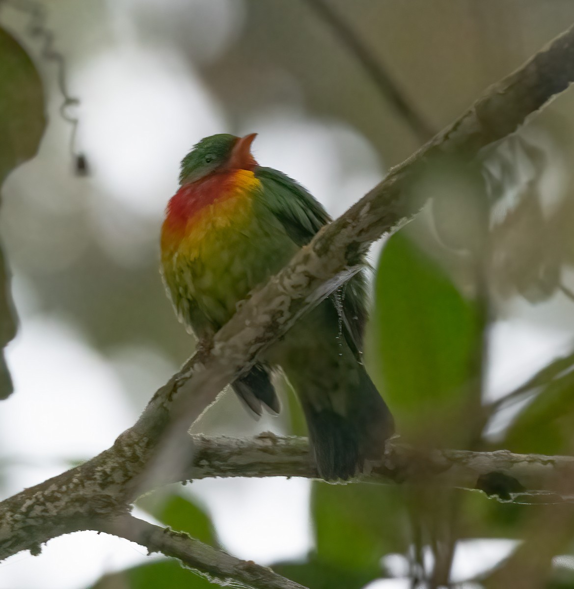 ムネアカミドリカザリドリ（frontalis） - ML476564351