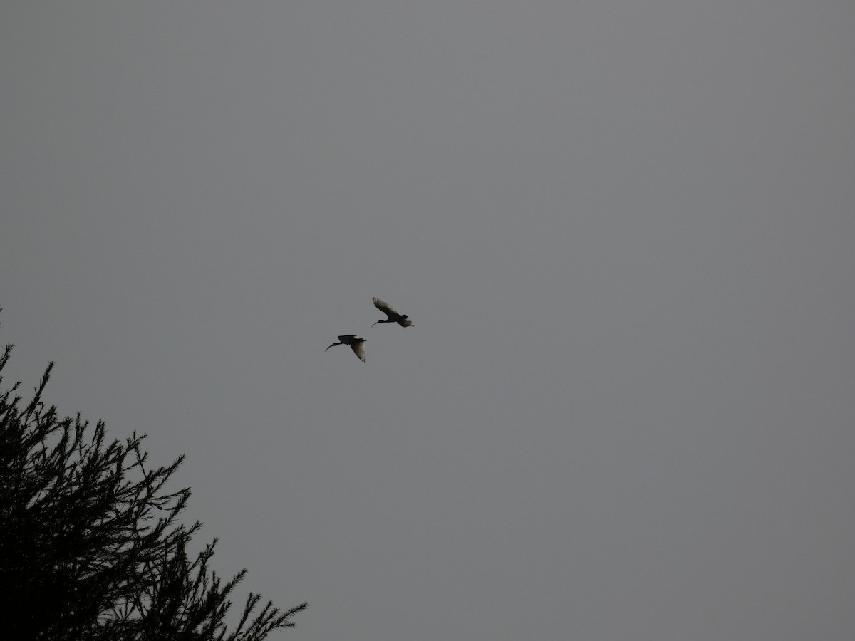 ibis australský - ML476564531