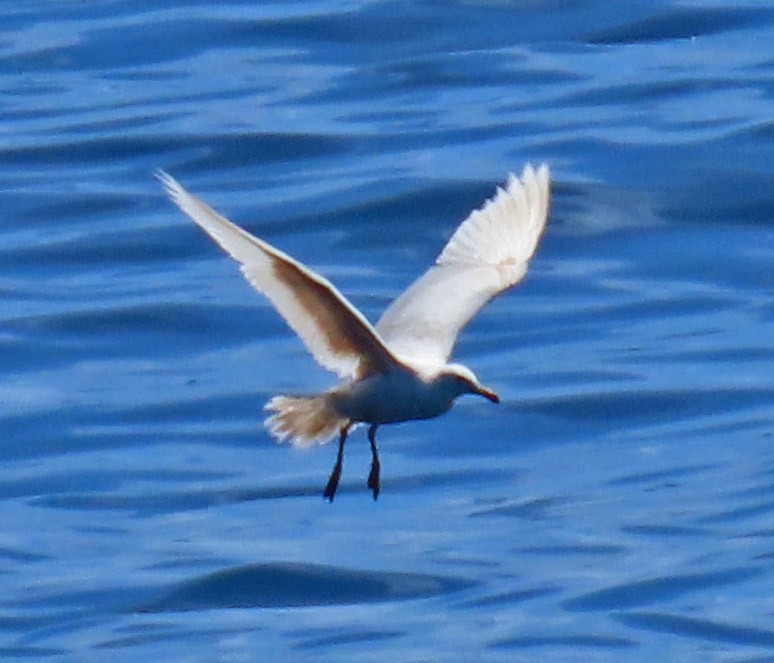 goéland sp. (Larus sp.) - ML476564601