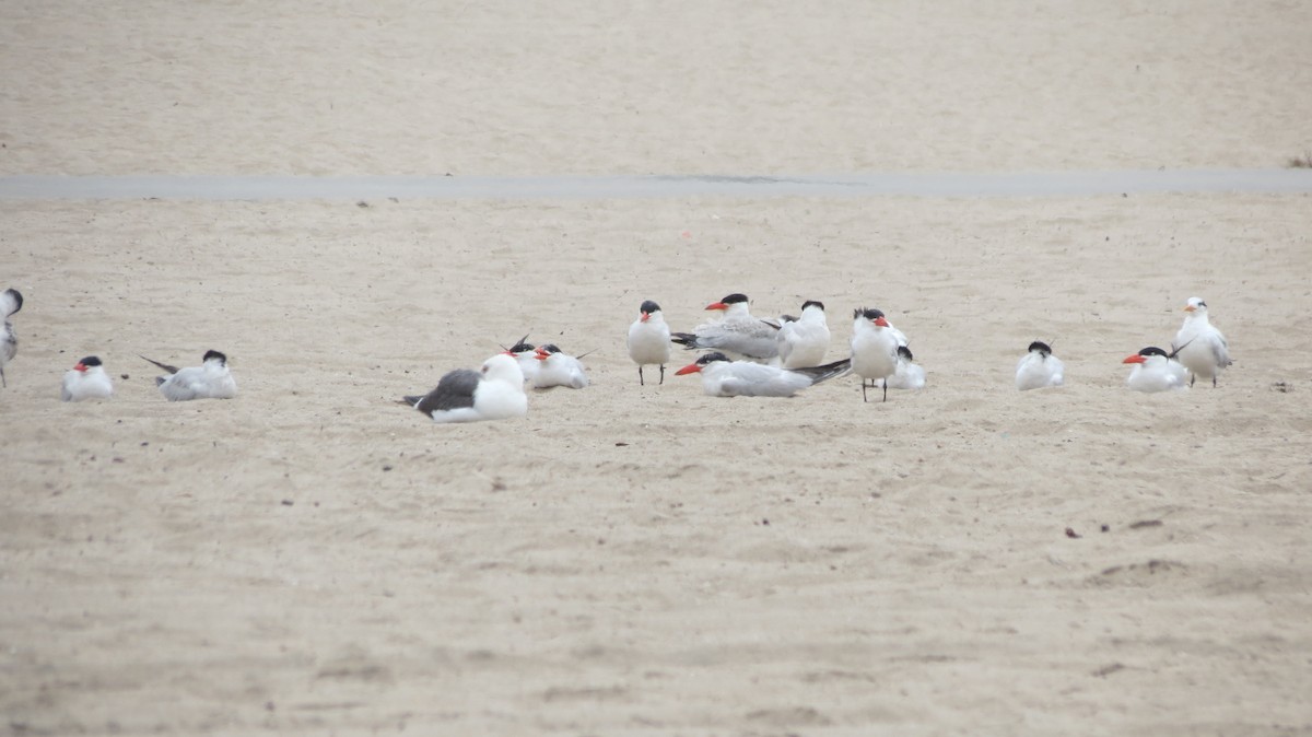 Caspian Tern - ML476566691