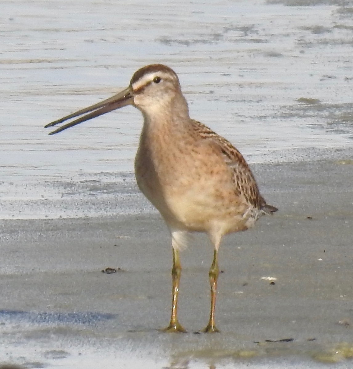 Short-billed Dowitcher - alice horst