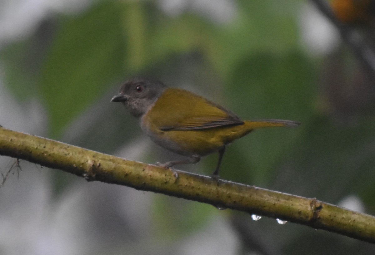 Dusky Chlorospingus - ML476571741