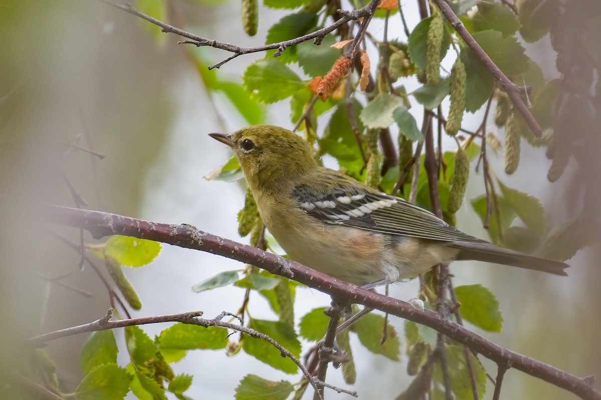 Bay-breasted Warbler - ML476571781