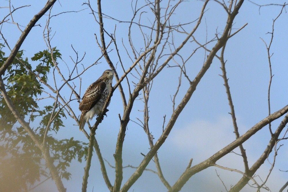 Канюк неоарктичний - ML476572061