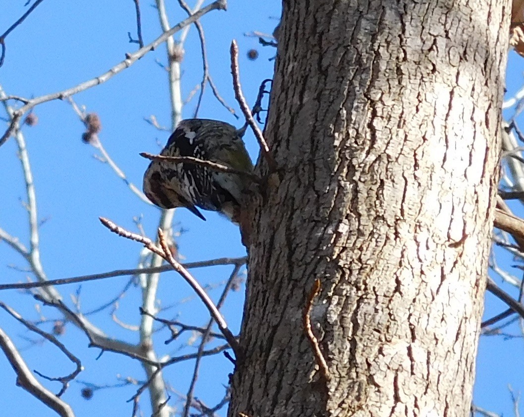 Yellow-bellied Sapsucker - ML47657241