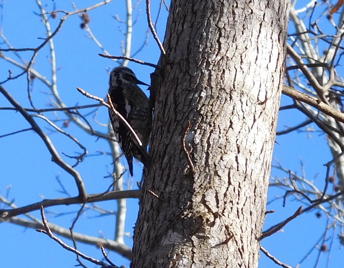 Yellow-bellied Sapsucker - ML47657251