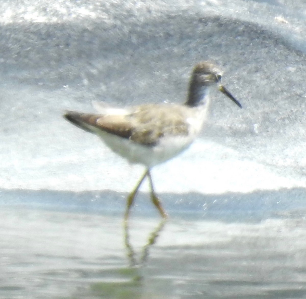 Lesser Yellowlegs - ML476573291