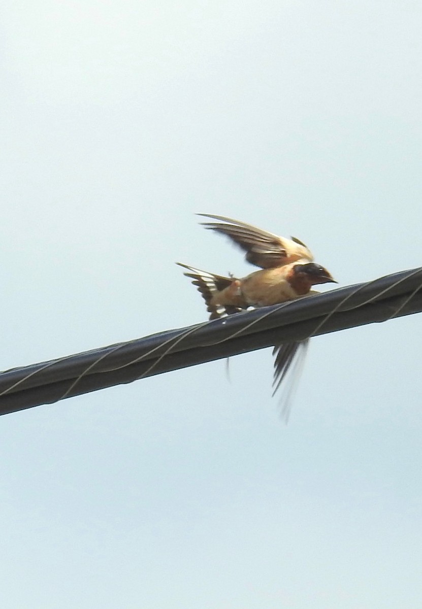 Barn Swallow - ML476573661