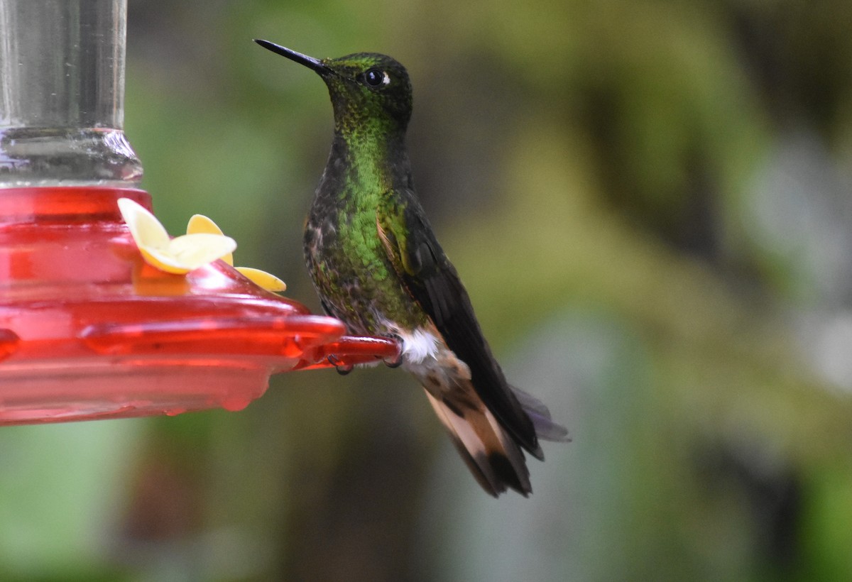 Buff-tailed Coronet - ML476574071