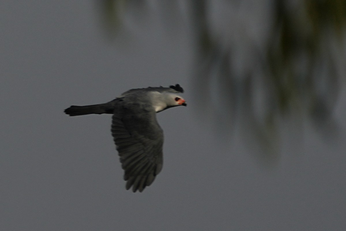 Gray-headed Goshawk - ML476574781