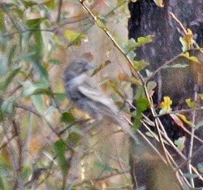 Lark Bunting - Andy Wraithmell