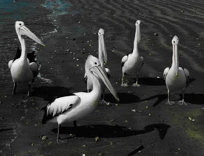 pelikán australský - ML47657551