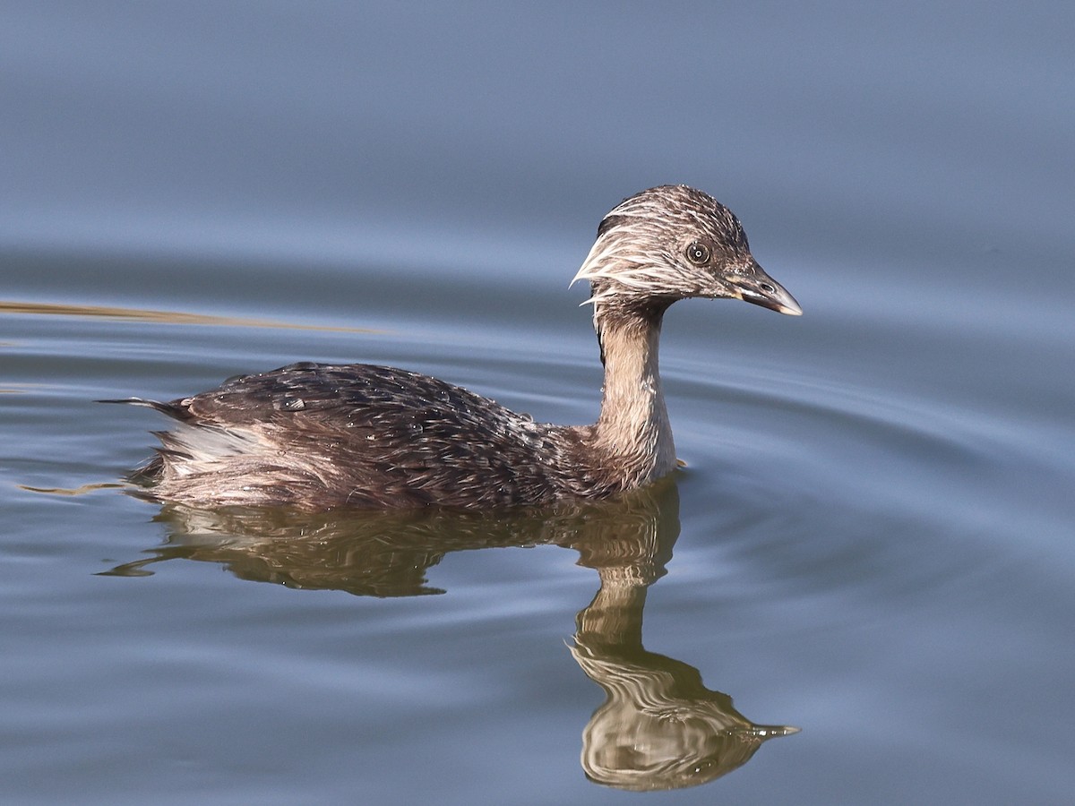 Hoary-headed Grebe - ML476576091