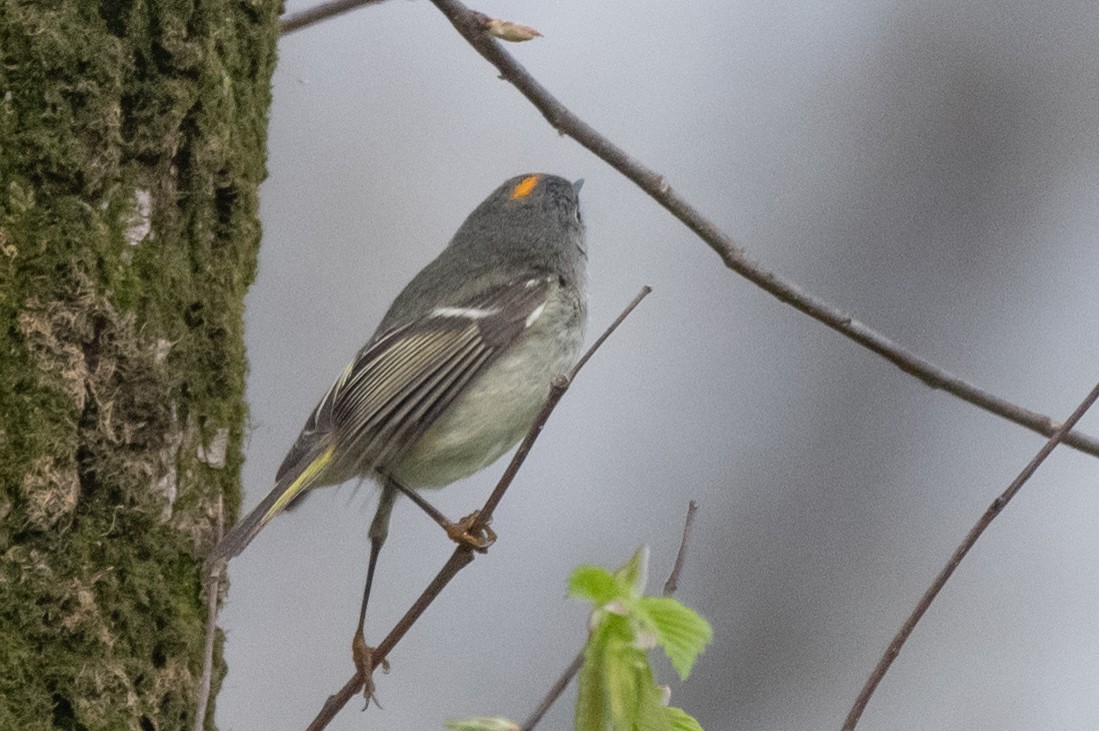 Gözlüklü Çalıkuşu - ML476576841