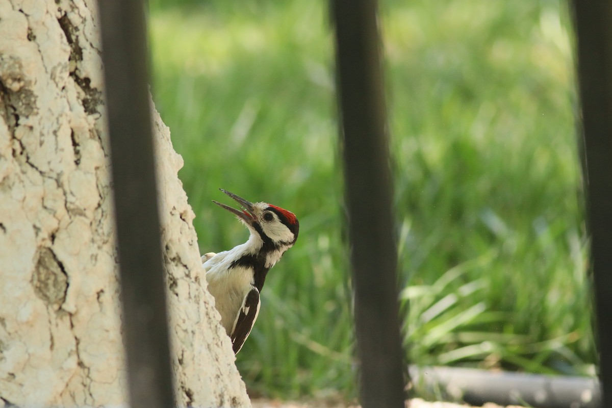 White-winged Woodpecker - ML476577051