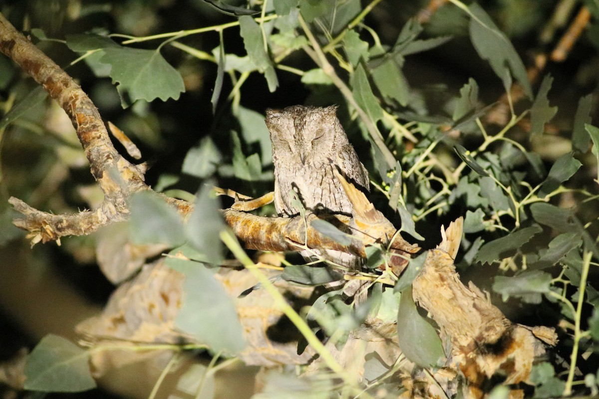 Eurasian Scops-Owl - ML476578311