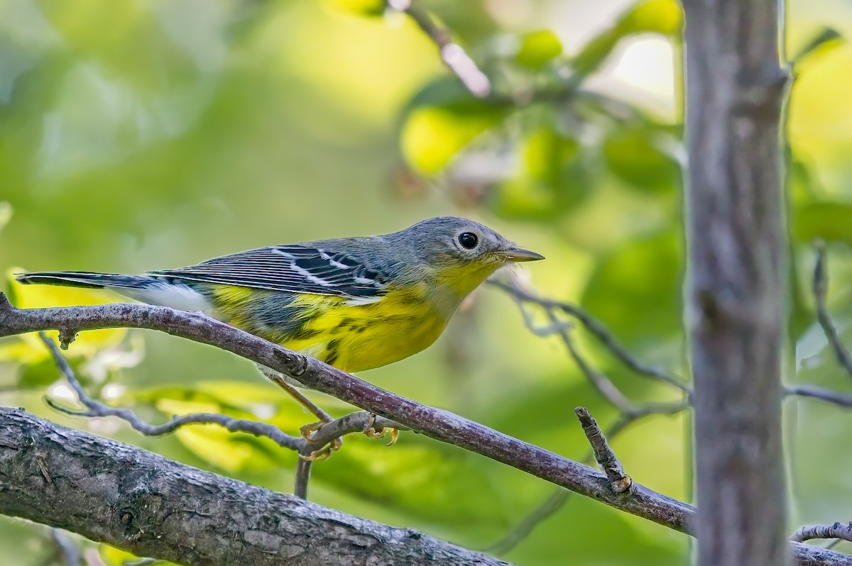 Magnolia Warbler - ML476579271
