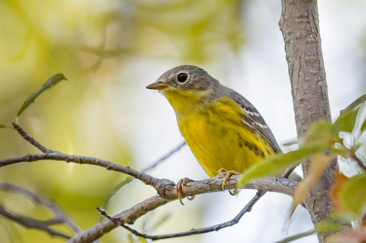 Magnolia Warbler - ML476579281