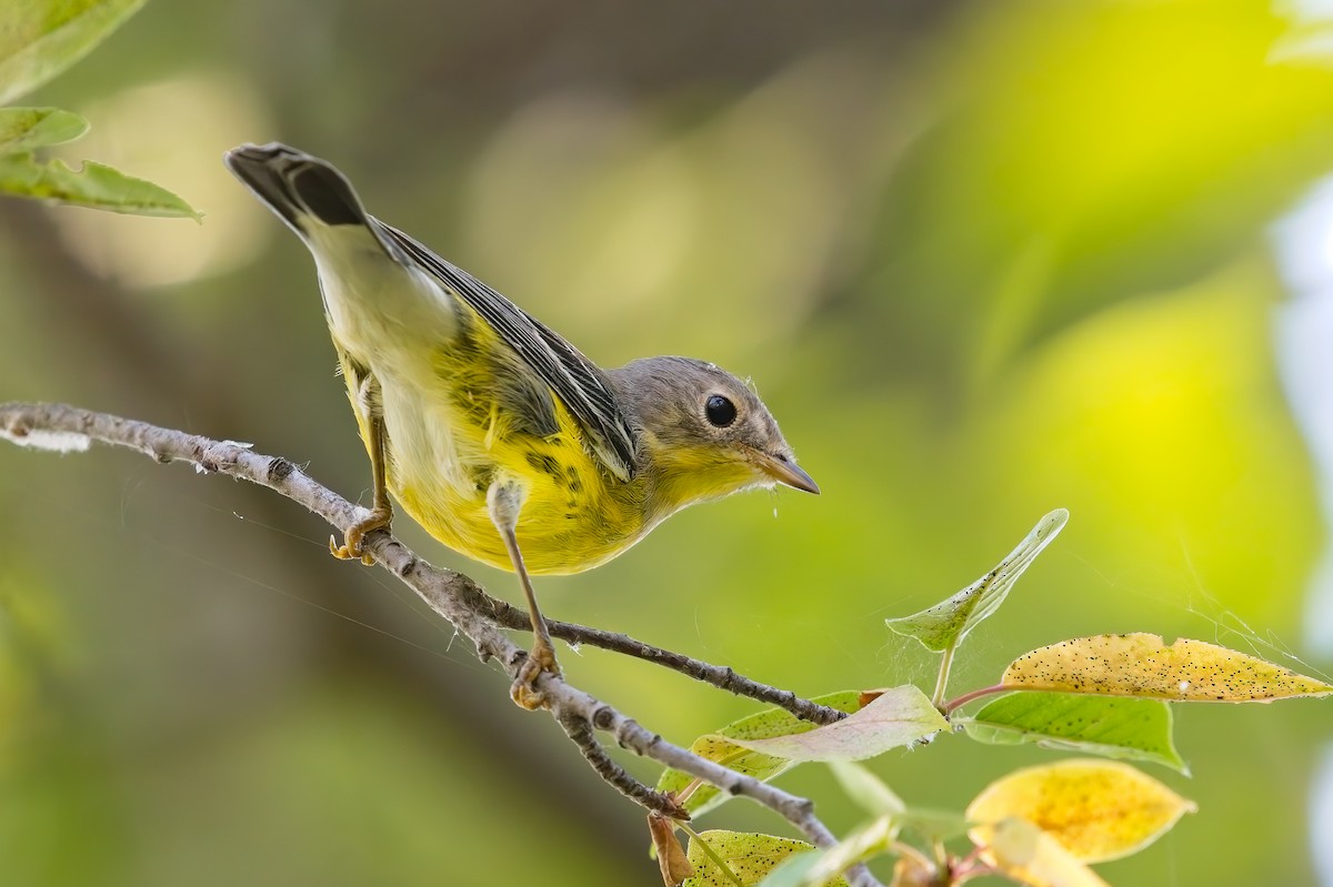 Magnolia Warbler - ML476579291