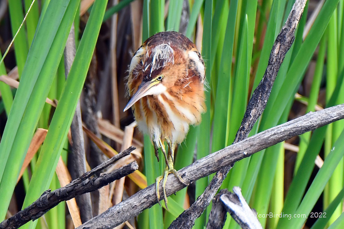 Least Bittern - ML476579511