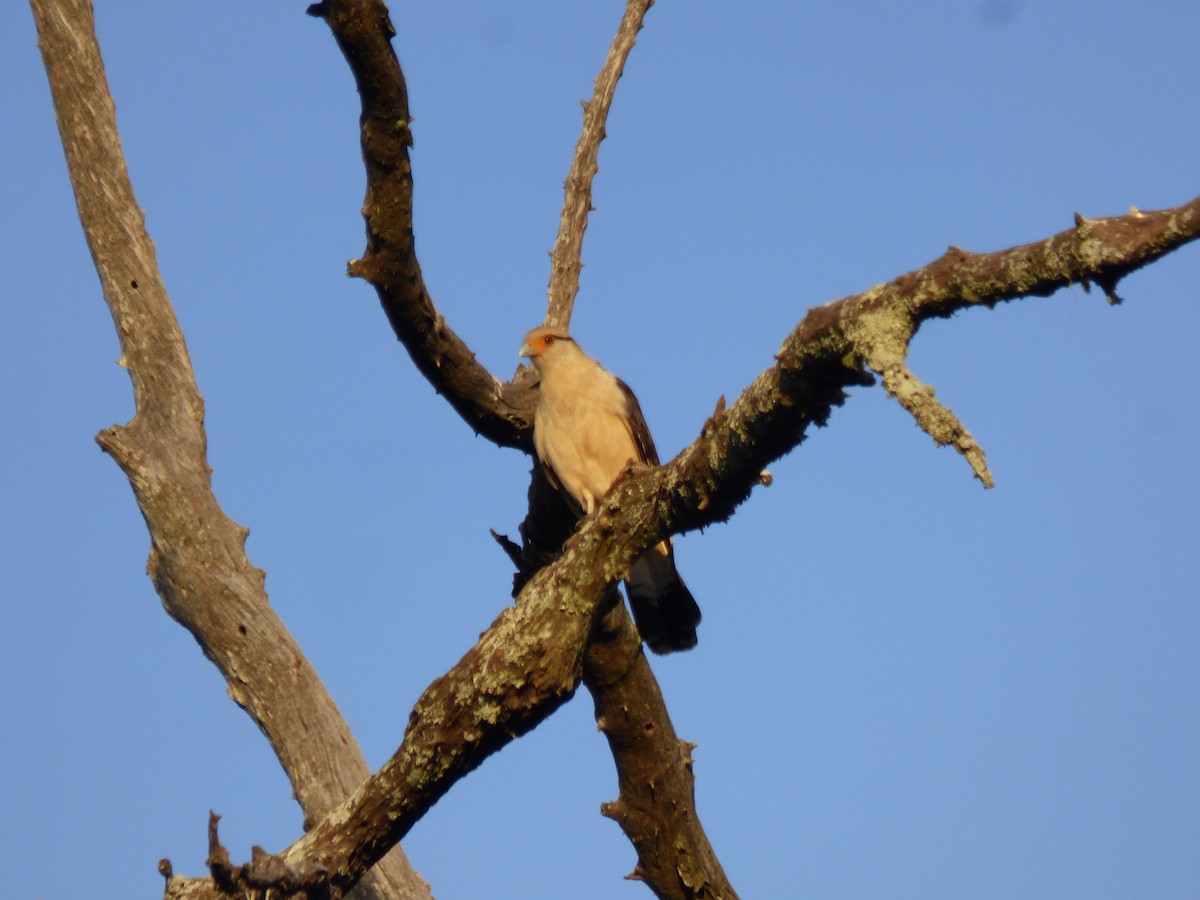 Yellow-headed Caracara - ML476579551