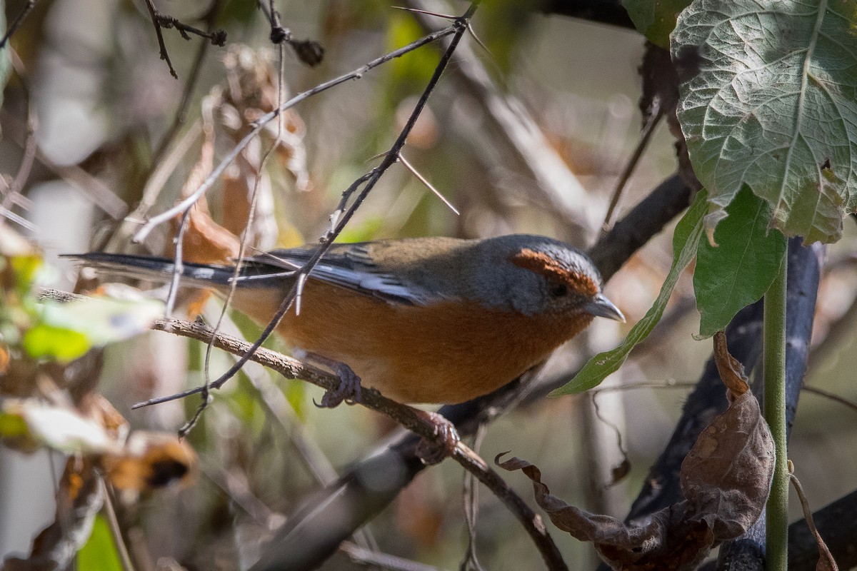 Rusty-browed Warbling Finch - ML476581921