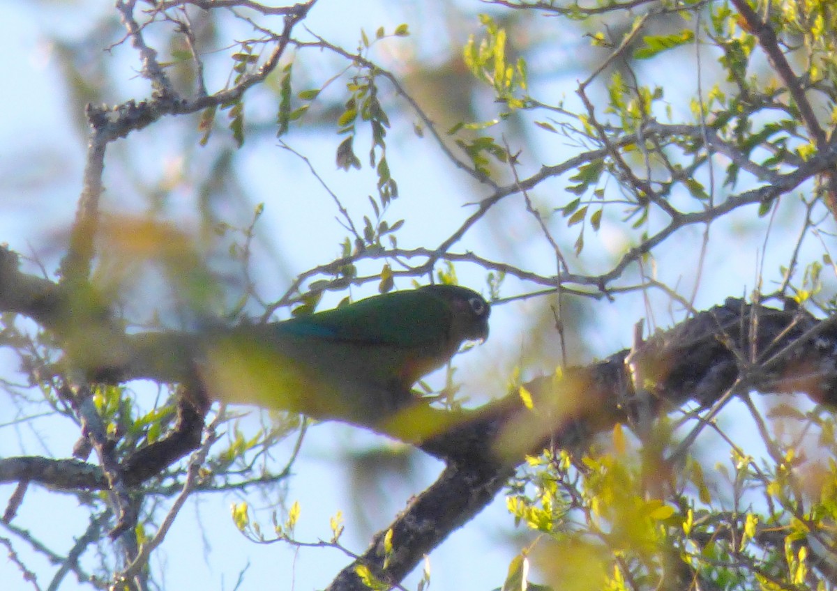 Maroon-bellied Parakeet - ML476582111