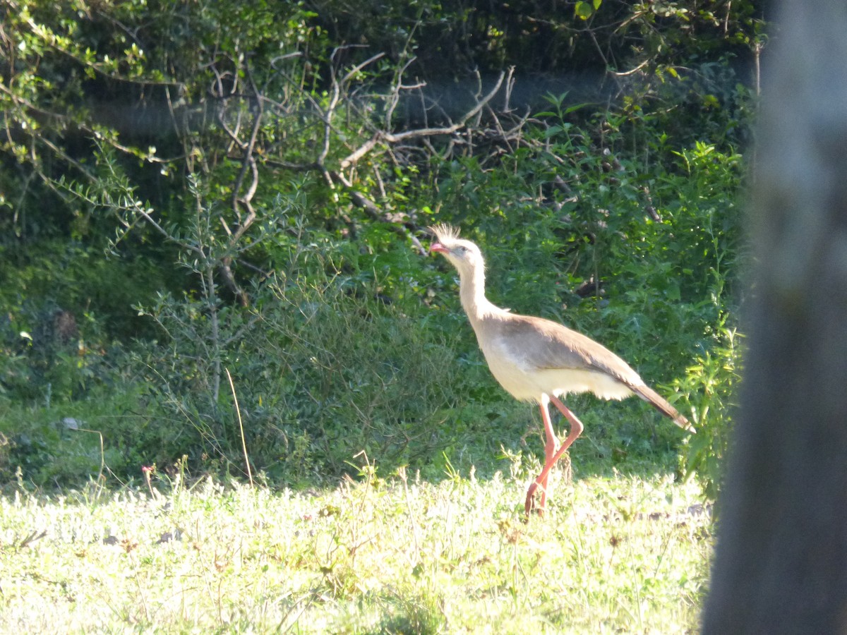 Red-legged Seriema - ML476582511